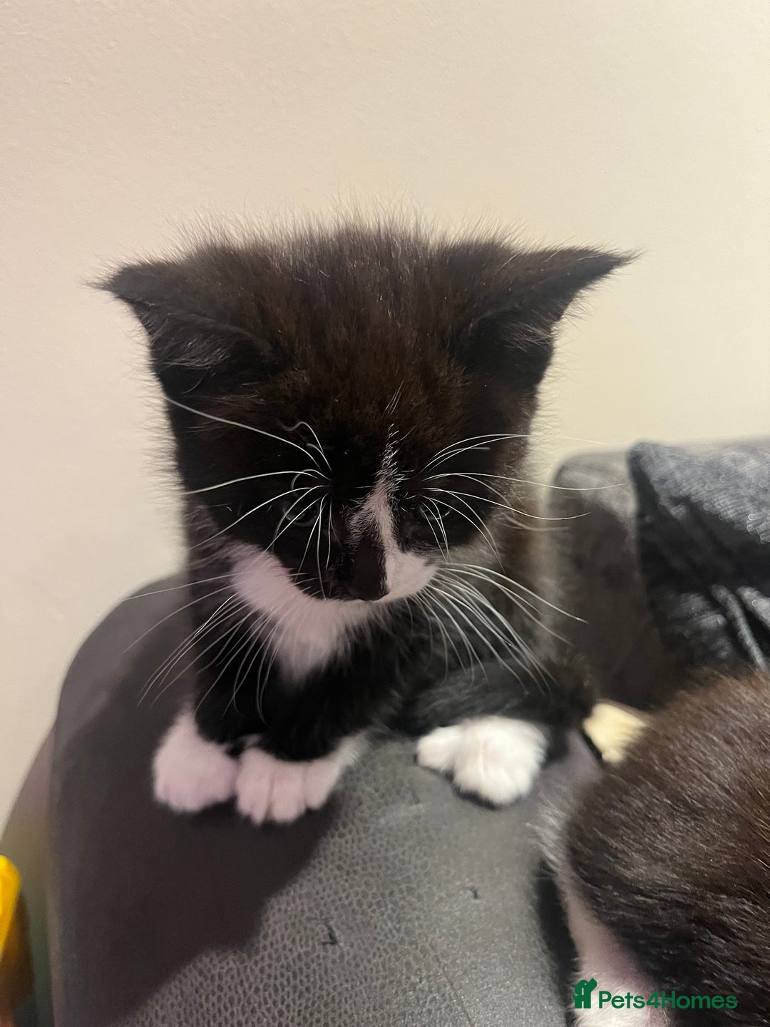 Maine Coon cats for sale: Main coon cross bread  - Advert 7