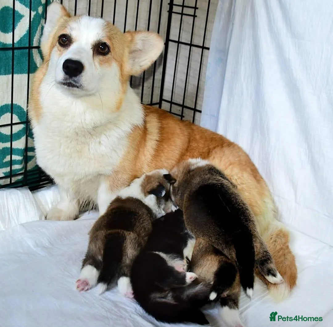 Welsh Corgi Pembroke dogs for sale:   Beautiful corgi babies 🐶 in Barnsley - Advert 2