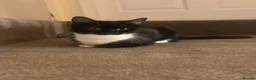 Domestic Shorthair cats for sale: 6 month old female kitten - spayed in Boston - Advert 3