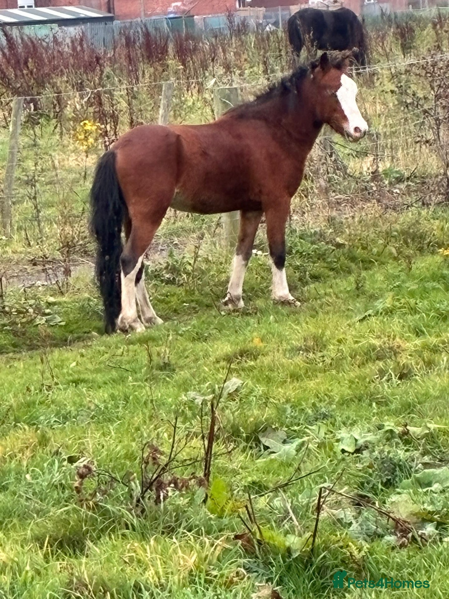 Welsh Section A horses Welch section a colt - Advert 3