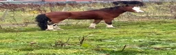 Welsh Section A horses for sale: Welch section a colt - Advert 1