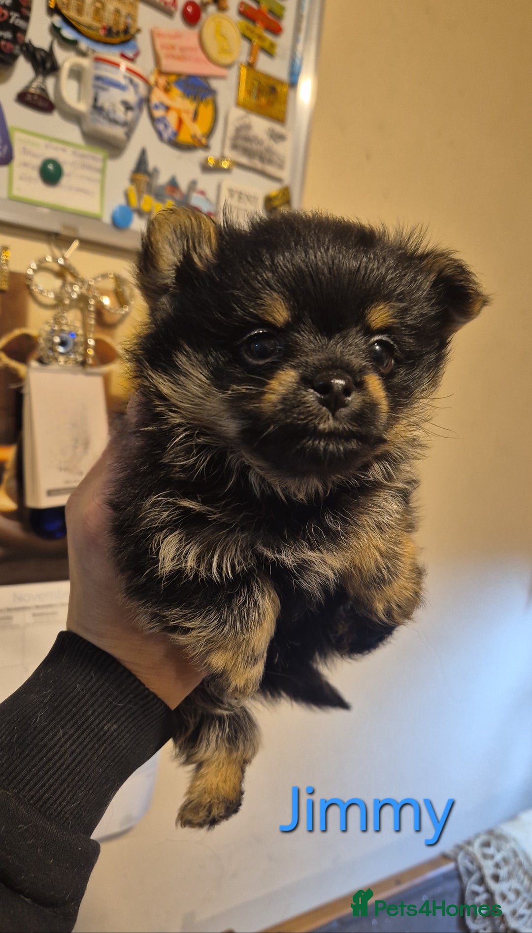 Mixed Breed dogs for sale: For sale my Toy Yorkshire&Pomeranian puppies 🐶  - Advert 3