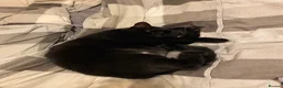 Domestic Shorthair cats for sale: Miss mac - Advert 6