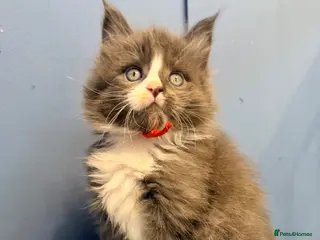 Maine Coon cats 1 Boy&1 Girl available - Advert 10