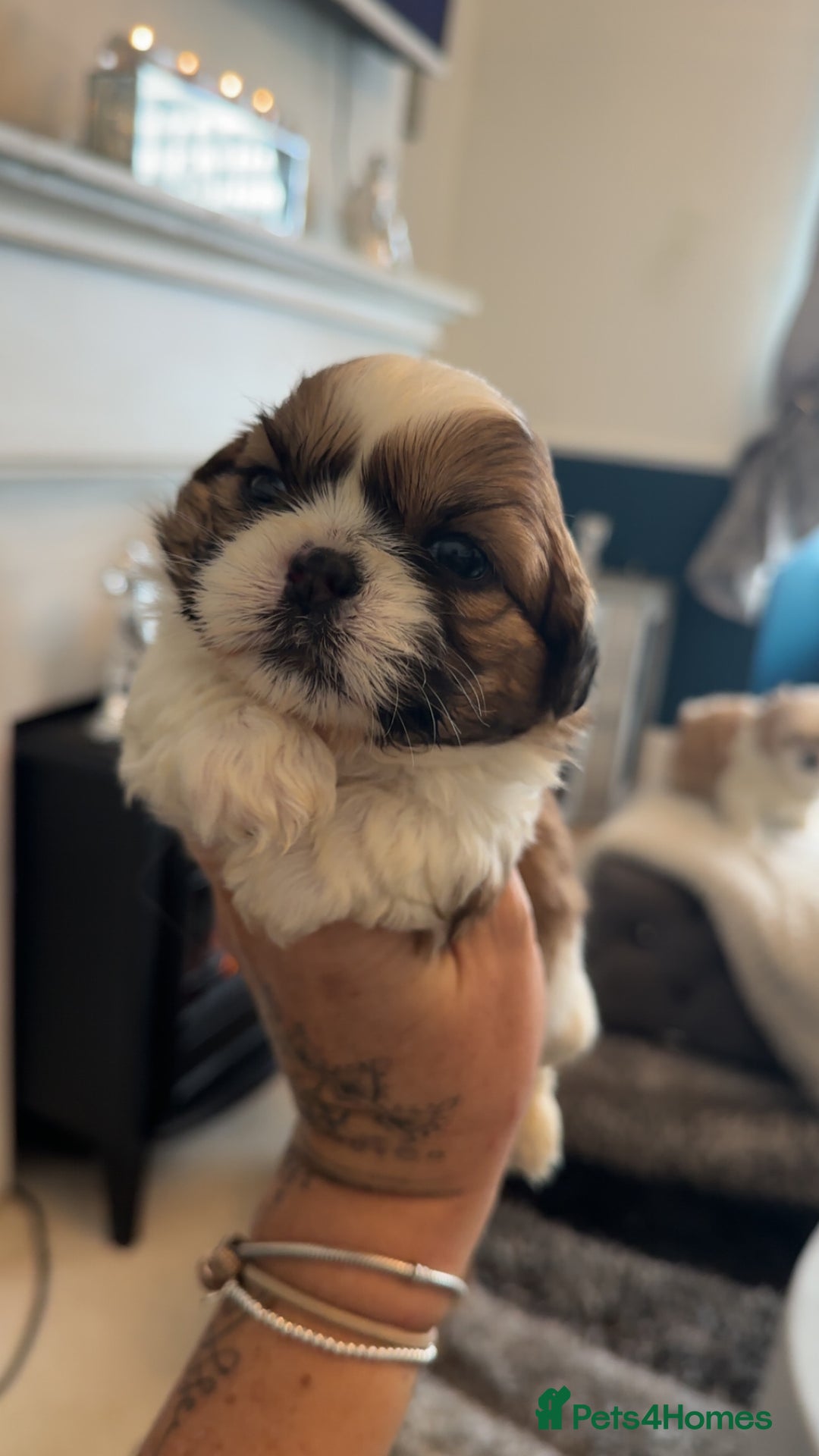 Shih Tzu dogs for sale: Stunning imperial shih tzu puppies  - Advert 17