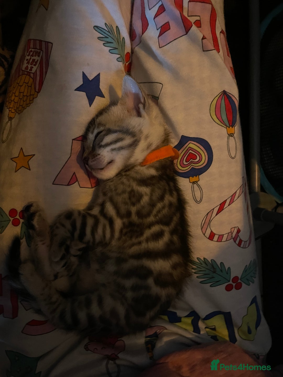 Bengal cats for sale: Pure bengal kittens - Image 9