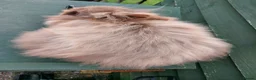 Lionhead rabbits for sale: Beautiful Male Baby. - Advert 10