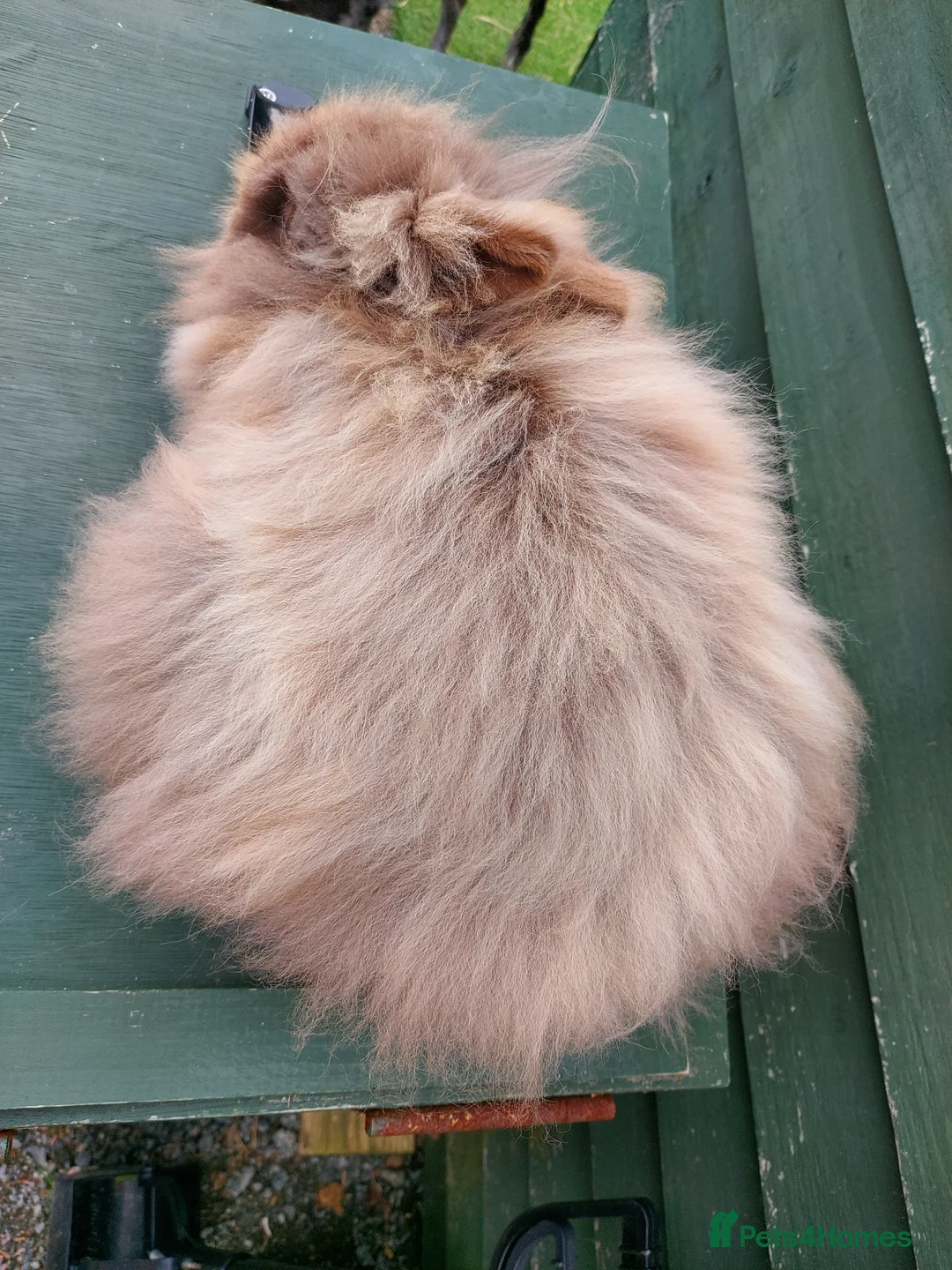 Lionhead rabbits for sale: Beautiful Male Baby. - Advert 10