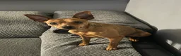 Miniature Pinscher dogs for stud: Toffik the stud  in Halifax - Advert 7