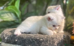 Munchkin cats for sale: Full Pedigree Munchkin kittens - Image 12