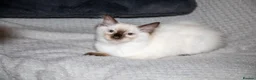 Ragdoll cats for sale: Beautiful Purebred Ragdoll Kittens Ready Now  - Advert 8