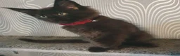 Maine Coon cats for sale: Tica registered DNA tested parents poly Maine Coon - Advert 12