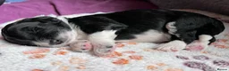 Sheepadoodle dogs for sale: Sheepadoodles for sale in Downham Market - Advert 18
