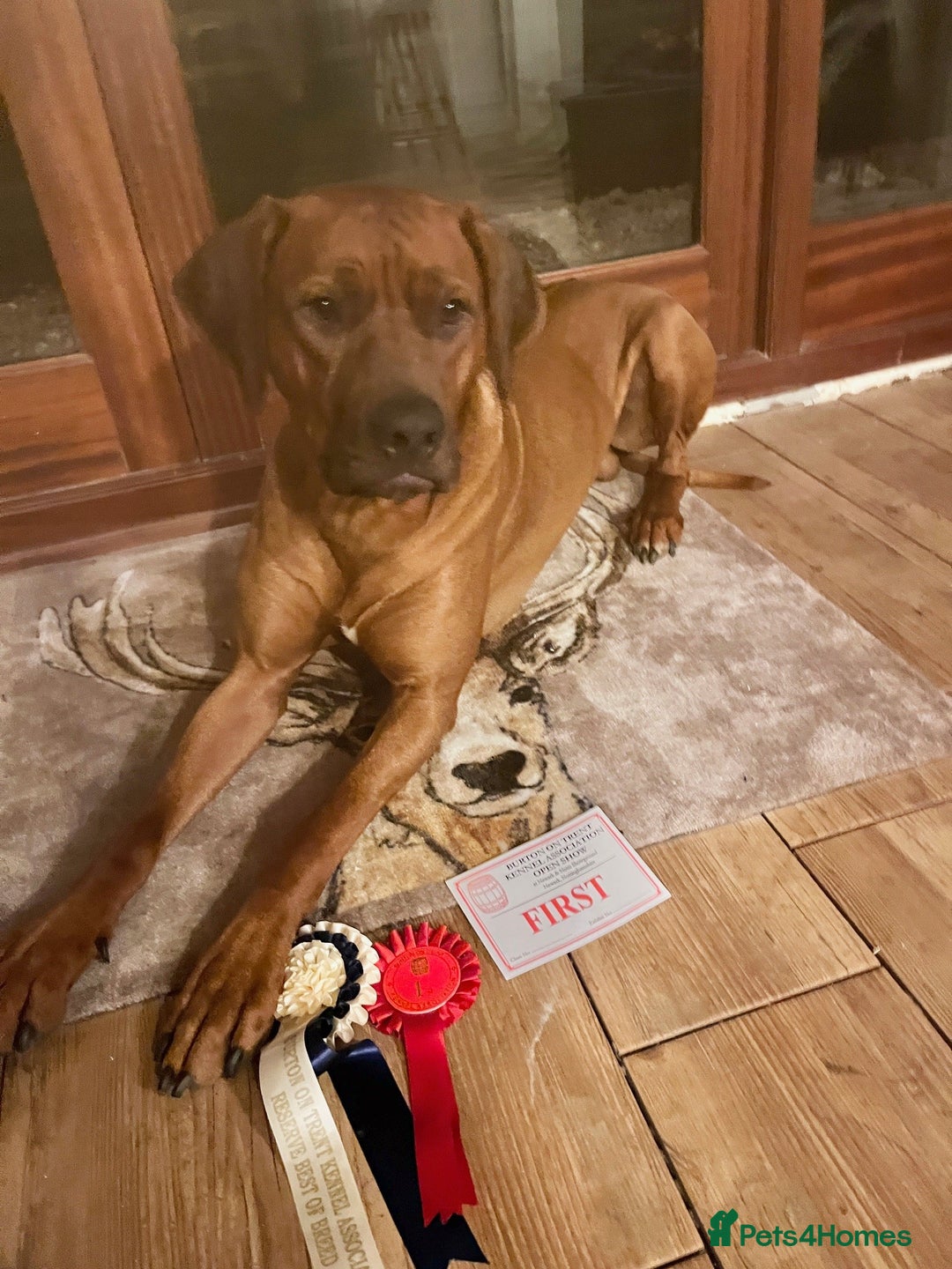 Rhodesian Ridgeback dogs for sale: Skyleridge Ridgebacks  - Advert 5