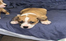 Mixed Breed dogs for sale: Gorgeous litter of puppies red fawn  - Image 9