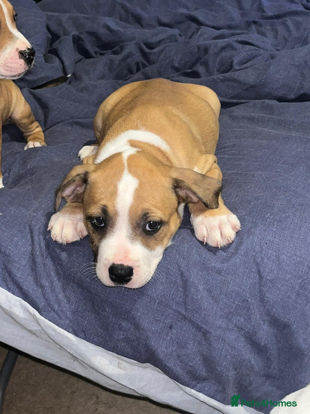 Mixed Breed dogs for sale: Gorgeous litter of puppies red fawn  - Image 9