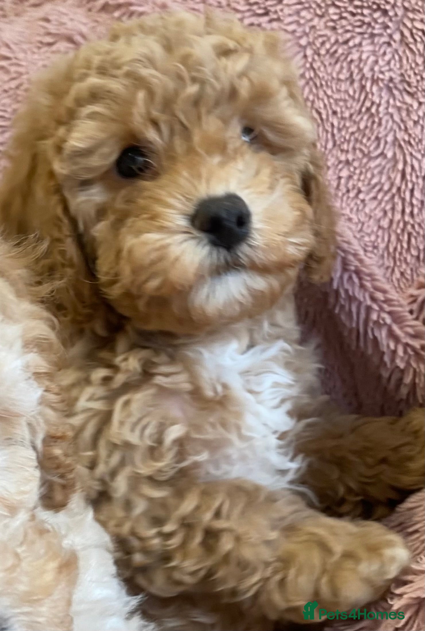 Cavapoo dogs Stunning Quality Cavapoo Puppies health checked  - Advert 2