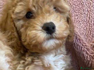 Cavapoo dogs Stunning Quality Cavapoo Puppies health checked - Advert 2