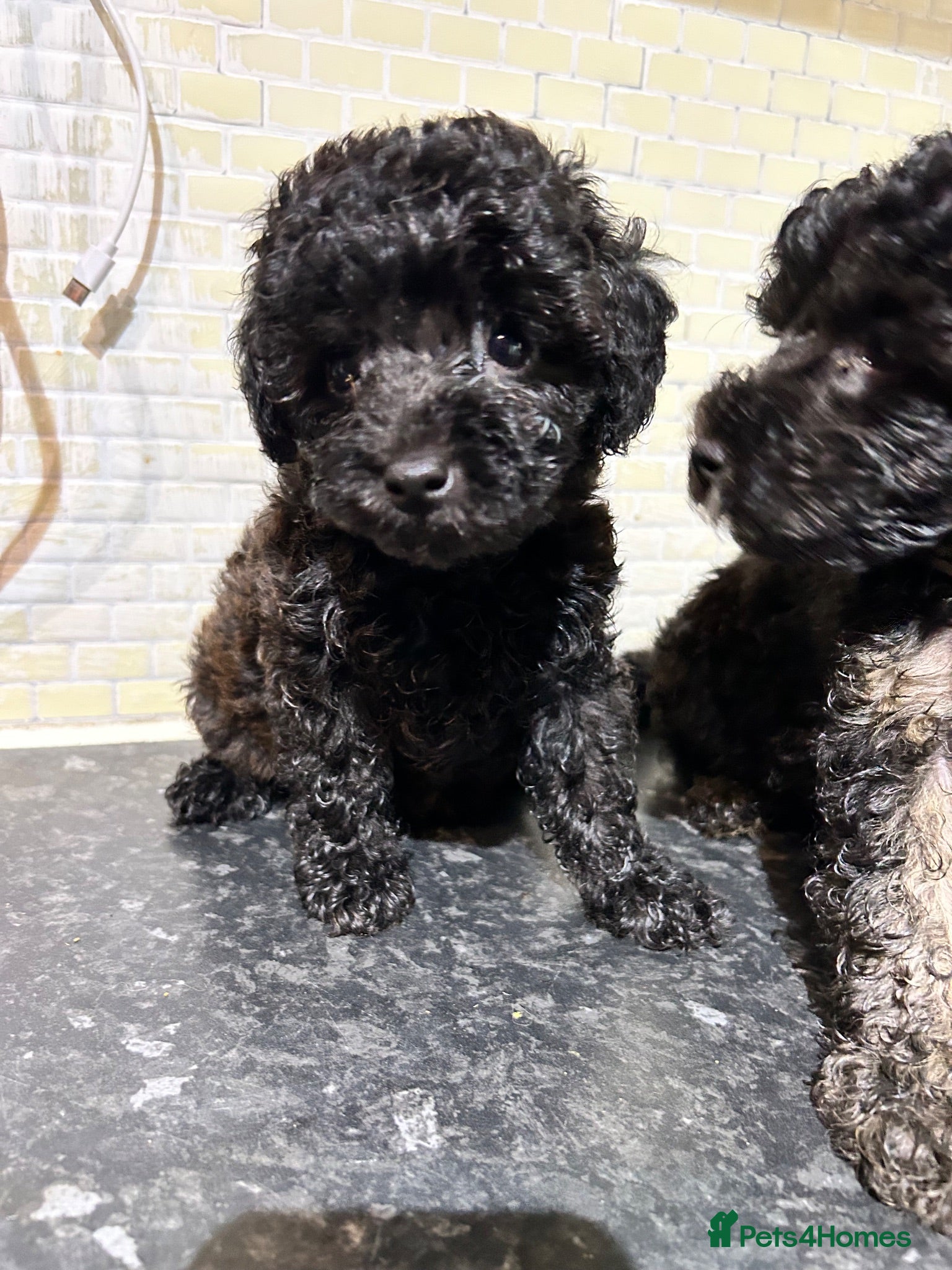 Toy Poodle dogs Last Black Boy Toy 🐩  - Advert 7