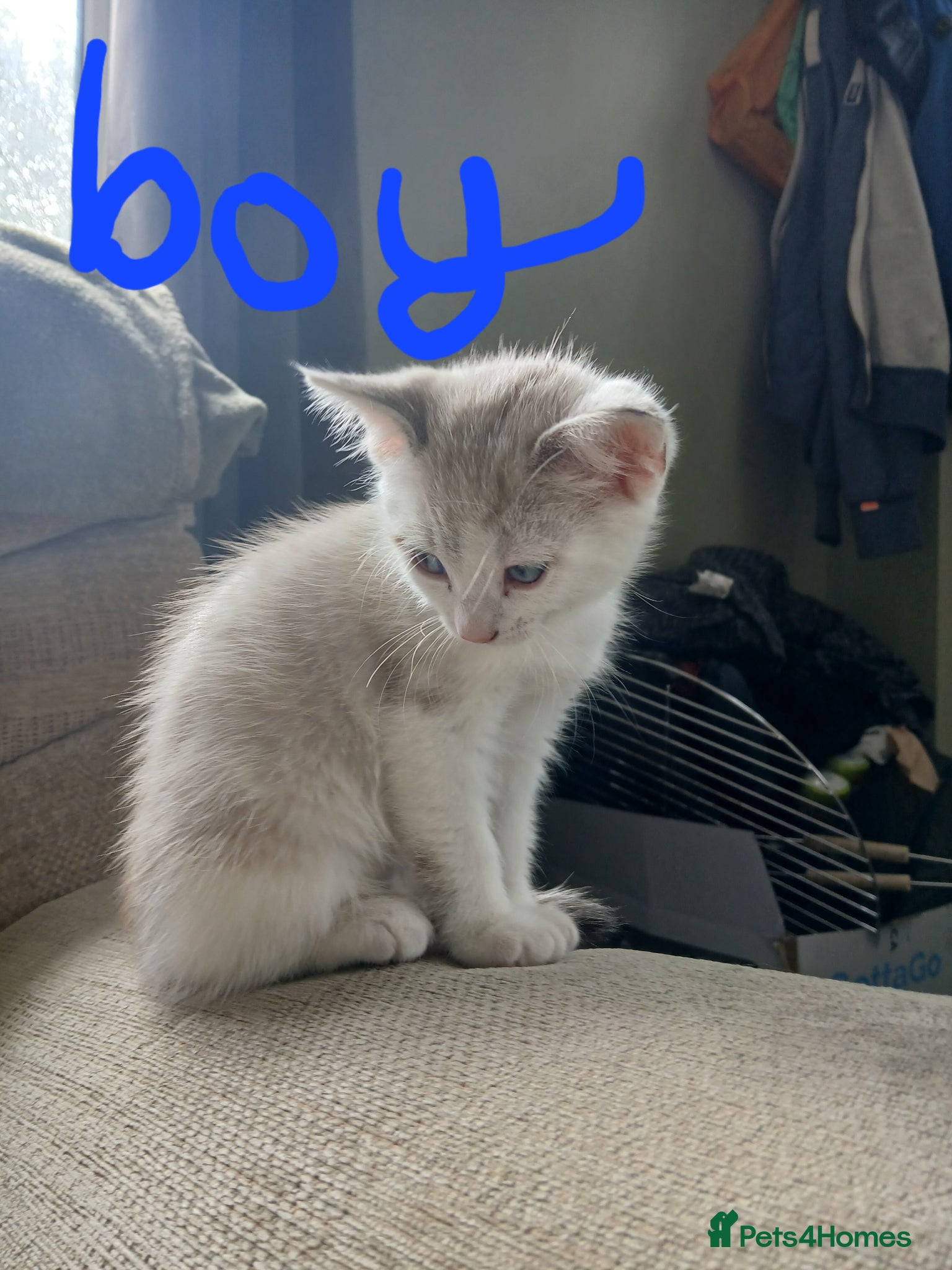 Mixed Breed cats Beautiful kittens looking for their forever home  - Advert 18