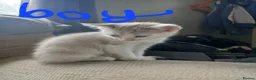 Mixed Breed cats for sale: Beautiful kittens looking for their forever home  - Advert 3