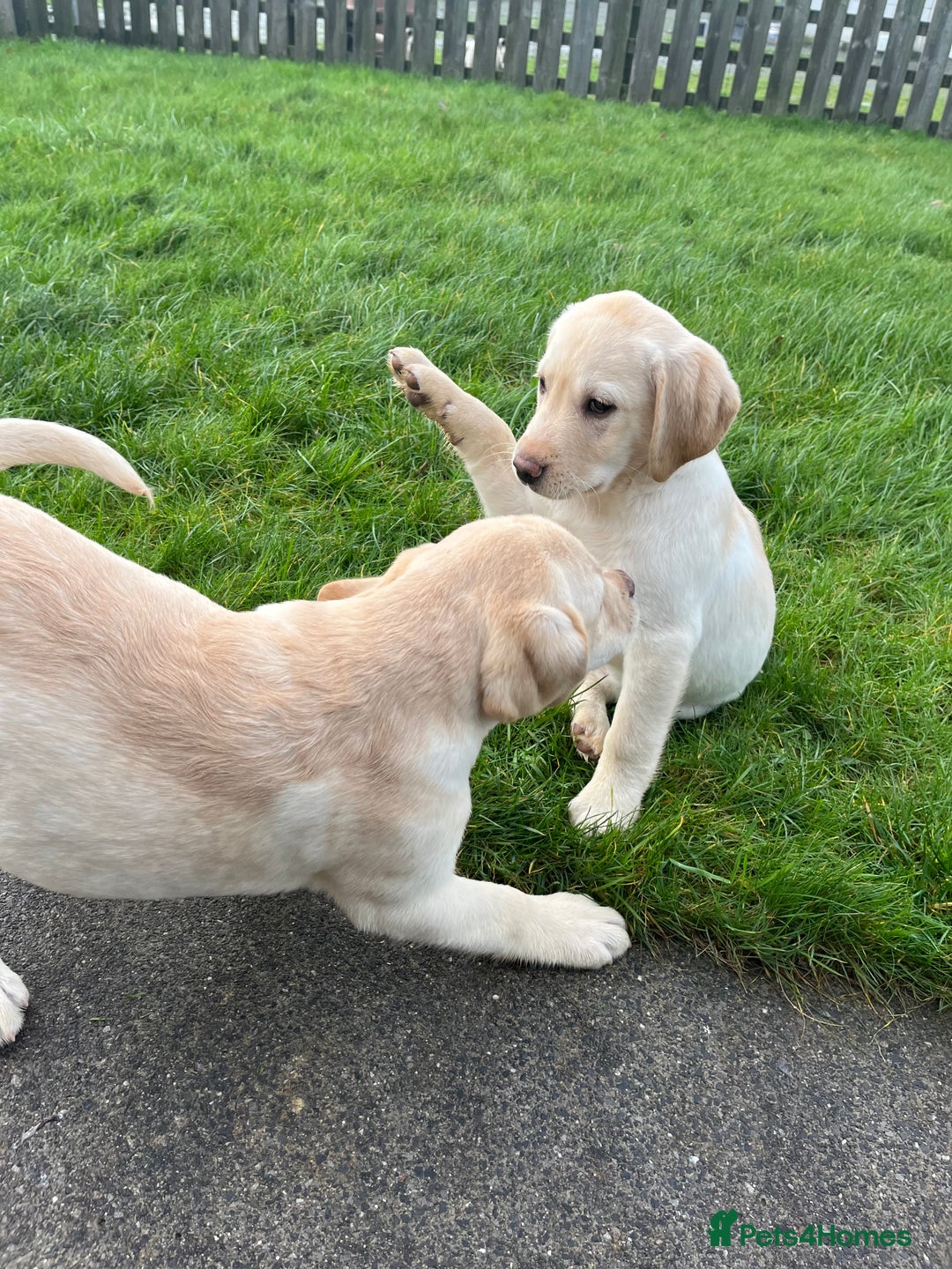 Labrador Retriever dogs for sale: Extensively health tested white chunky Labradors  - Advert 17