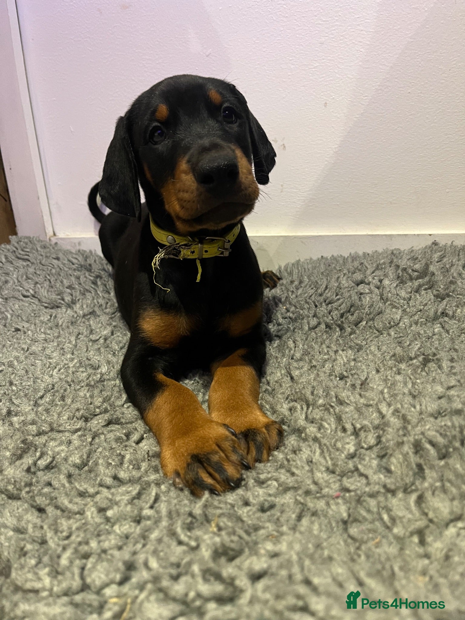 Dobermann dogs 🏆 Exceptional KC Registered Dobermann Puppies 🏆 - Advert 1