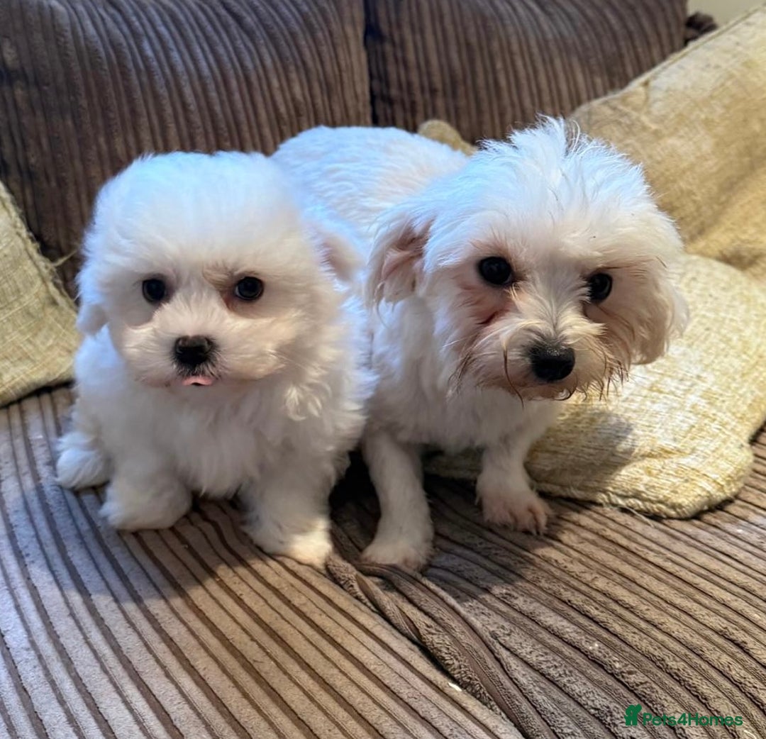 Maltese dogs for sale: Singleton male maltese - Advert 2