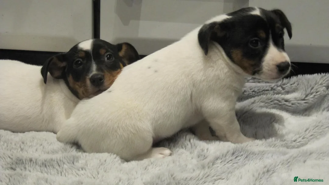 Jack Russell dogs for sale: Top Quality Jack Russell puppies  - Advert 17