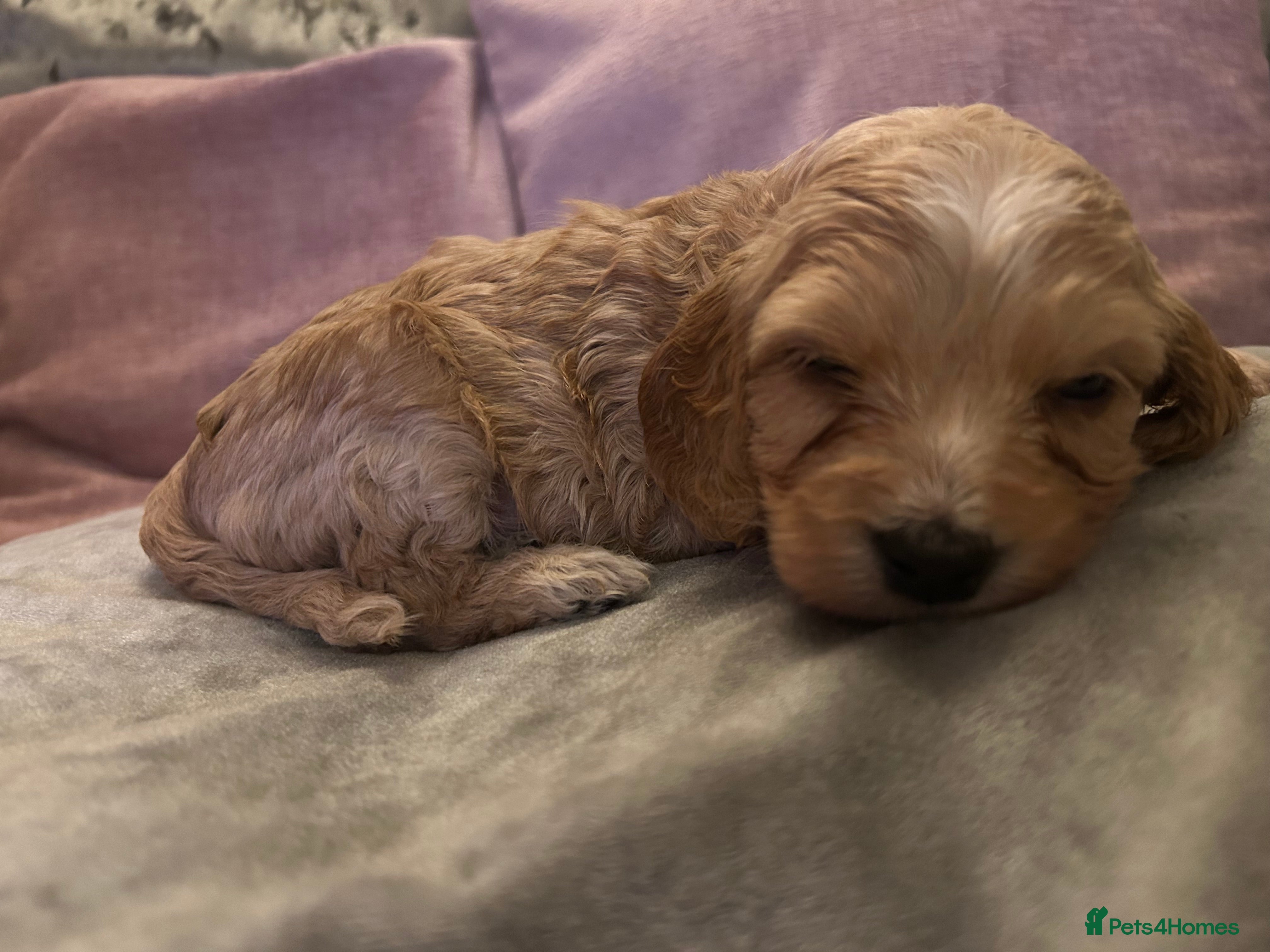 Mixed Breed dogs Gorgeous Apricot Cockapoo puppies 2 Boys 2 Girls  - Advert 8