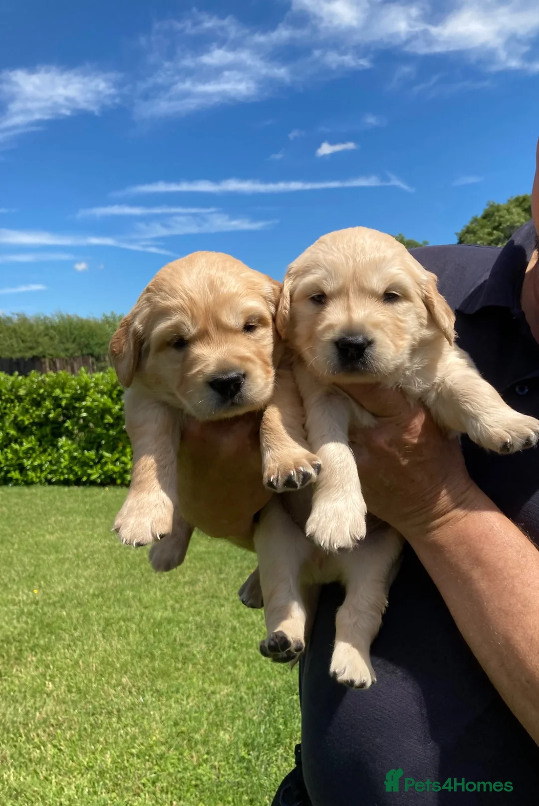 Golden Retriever dogs for sale: Beautiful retriever puppies - Advert 2