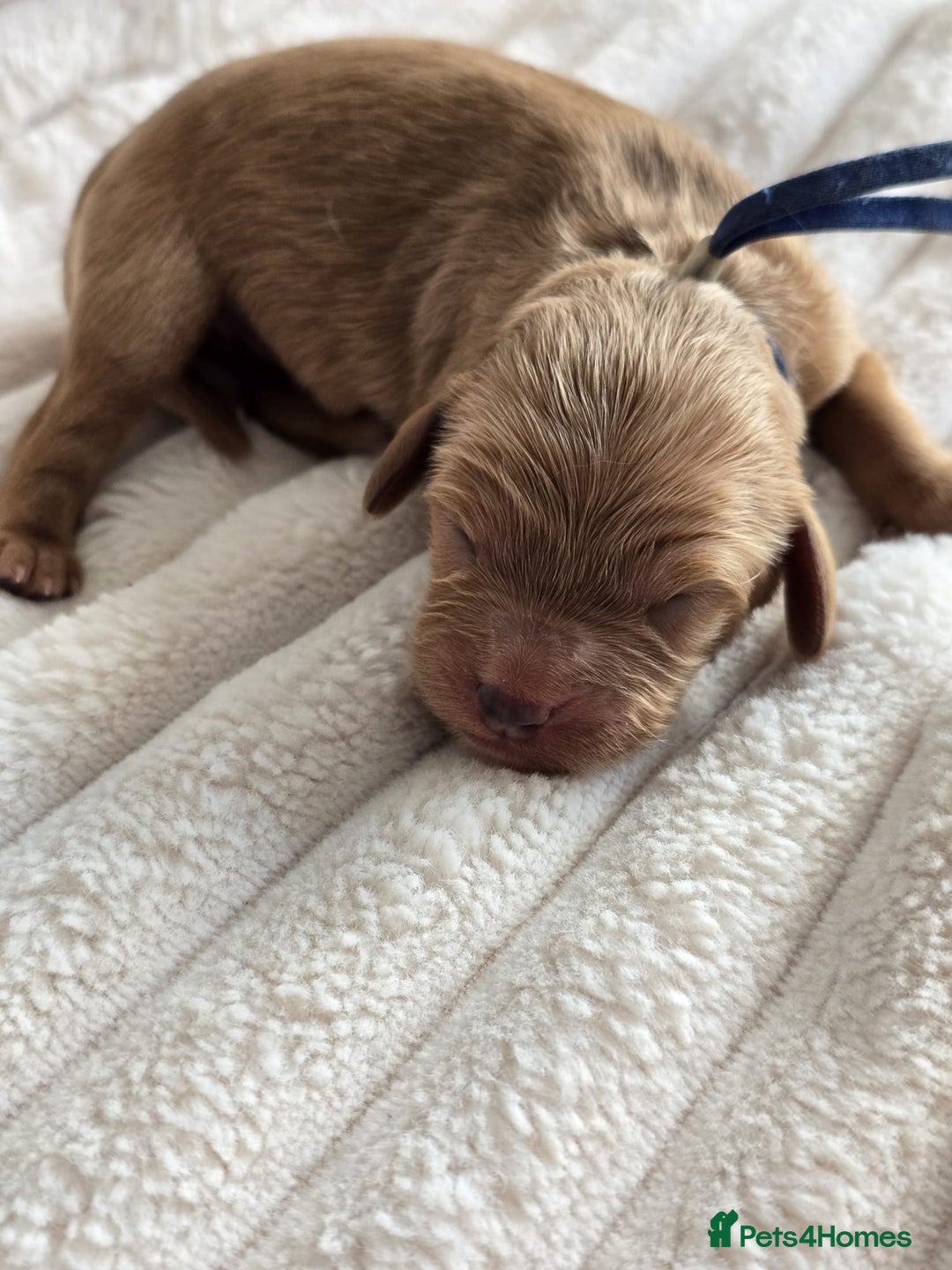 Cavapoo dogs for sale: Cavapoo Toy F1 ❤️ DNA TESTED - Advert 7