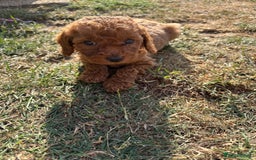 Cockapoo dogs for sale: Cockapoo  - Image 14