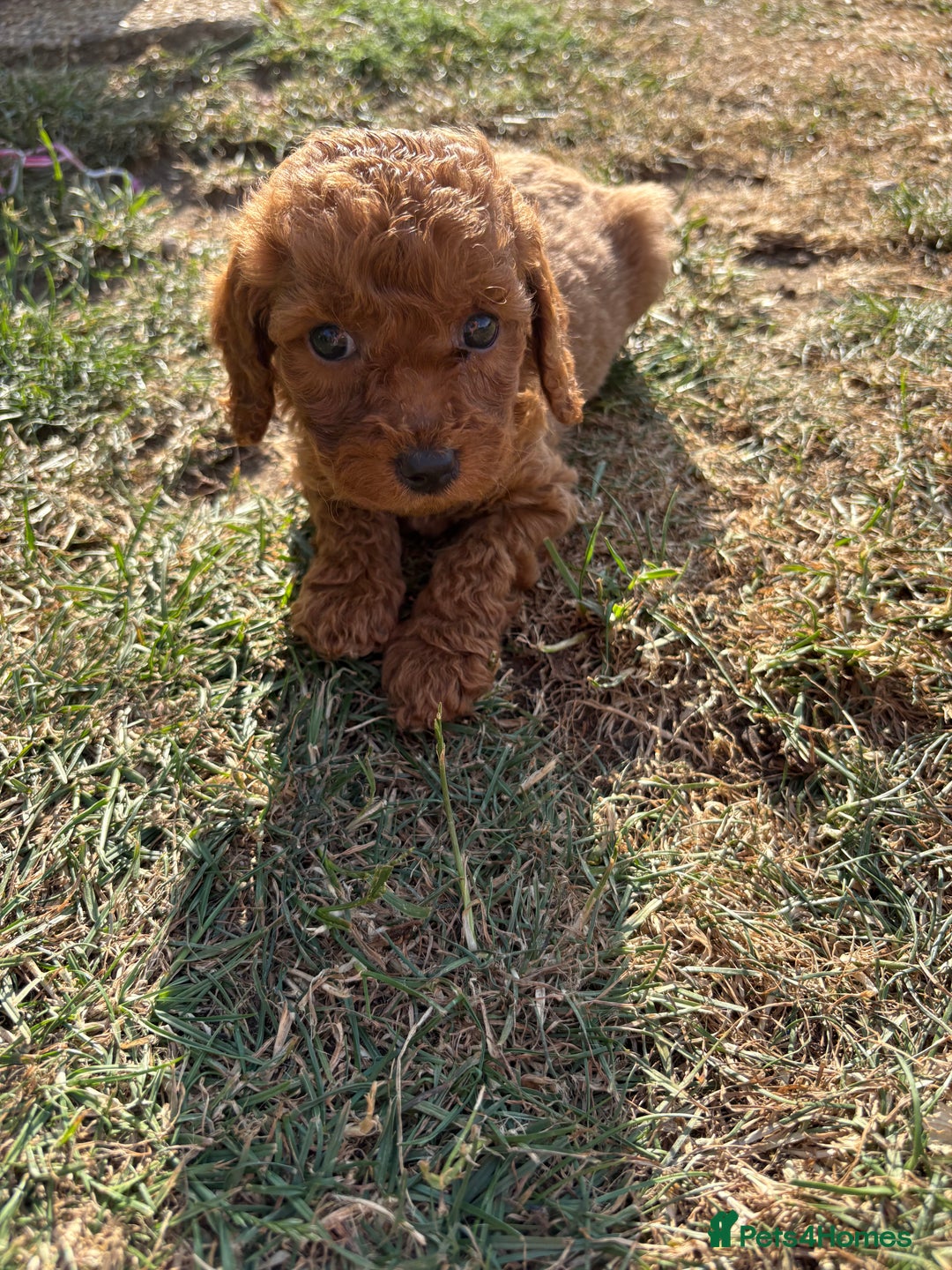 Cockapoo dogs for sale: Cockapoo  - Image 14
