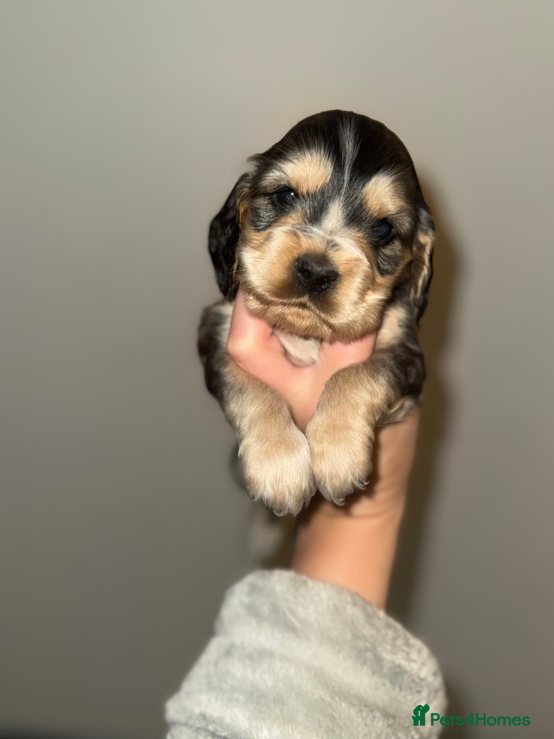 Cocker Spaniel dogs for sale: Last stunning KC show cocker - Advert 15