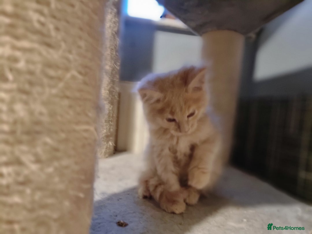 Maine Coon cats for sale: TICA REG.  Amazing kittens  - Image 24