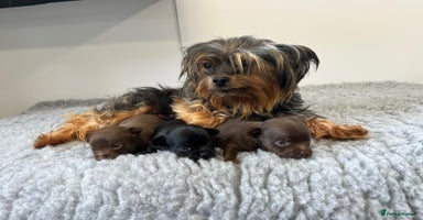 Chorkie dogs - Advert 10