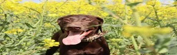German Shorthaired Pointer dogs for sale: Beautiful KC GSP Puppies - Advert 6