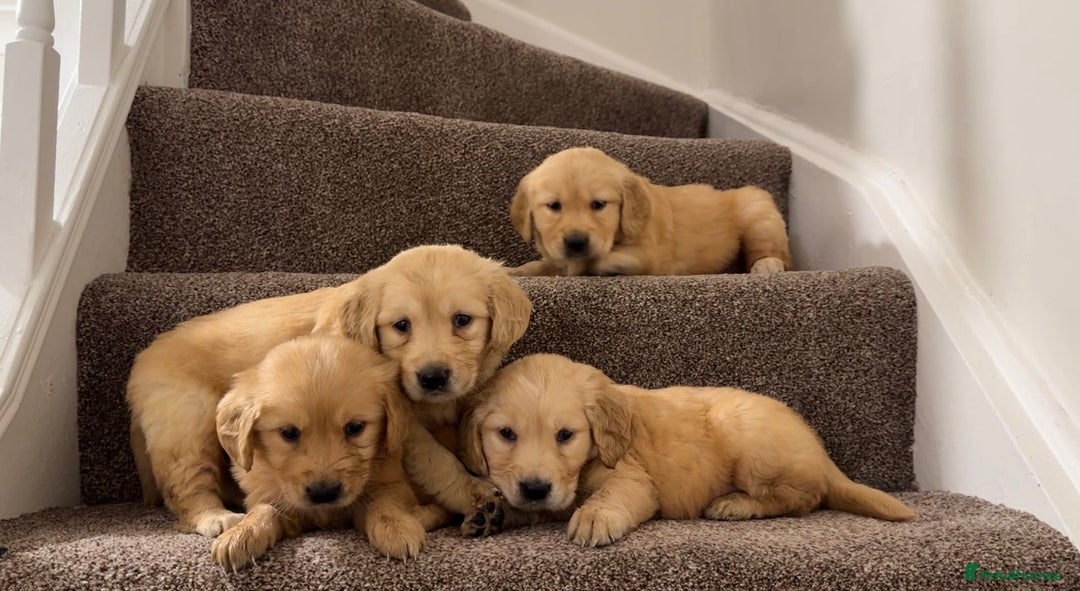 Golden Retriever dogs for sale: PEDIGREE HEALTH TESTED GOLDEN RETRIVER PUPPIES KC - Image 3