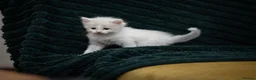 Ragdoll cats for sale: Beautiful Ragdoll Kittens Looking for Loving Home - Advert 6
