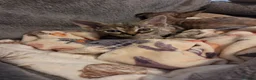 Devon Rex cats for sale: 🐾 Expected Devon Rex Kittens–August 2026 🐾 - Advert 24