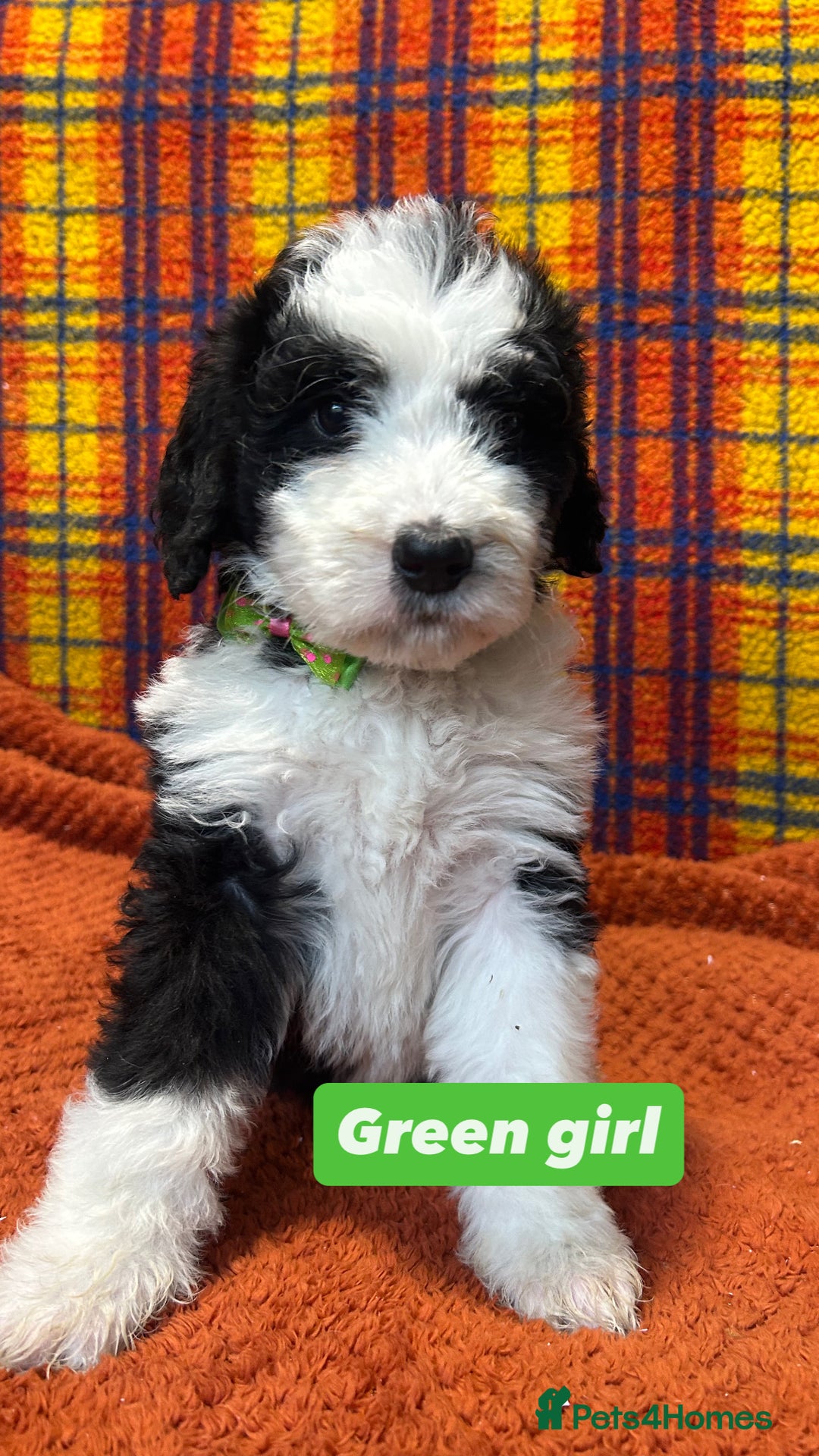 Bernedoodle dogs for sale: F1 standard Bernedoodle puppies. Licensed breeder - Advert 22