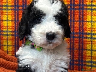 Bernedoodle dogs F1 standard Bernedoodle puppies. Licensed breeder - Advert 10