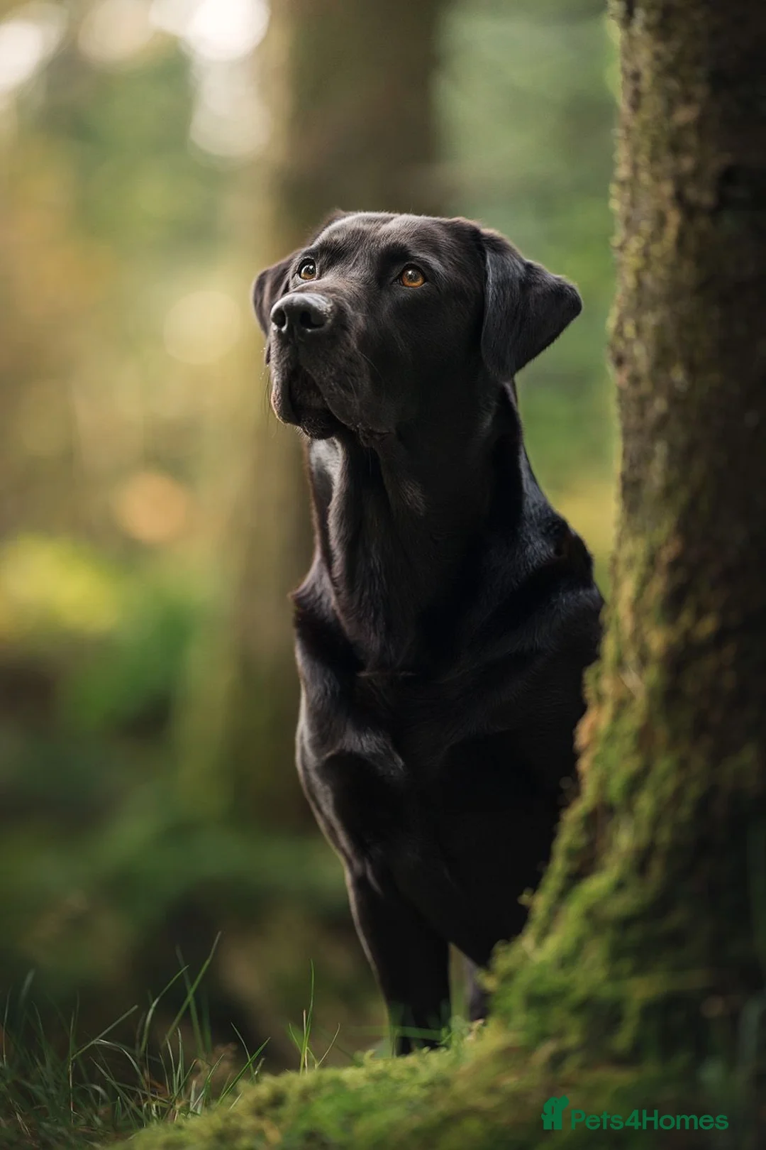 Labrador Retriever dogs for stud: Amazing family/ gun dog . Proven .  in Bath - Advert 2