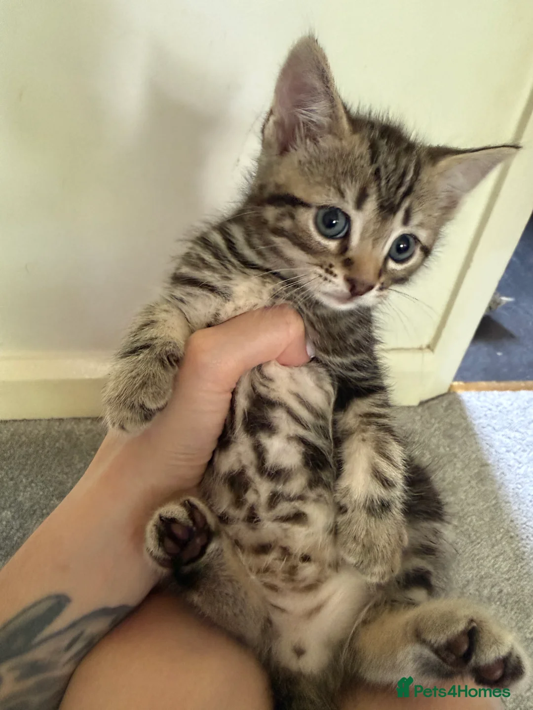 Mixed Breed cats for sale: Tabby Kittens For Sale - Advert 31