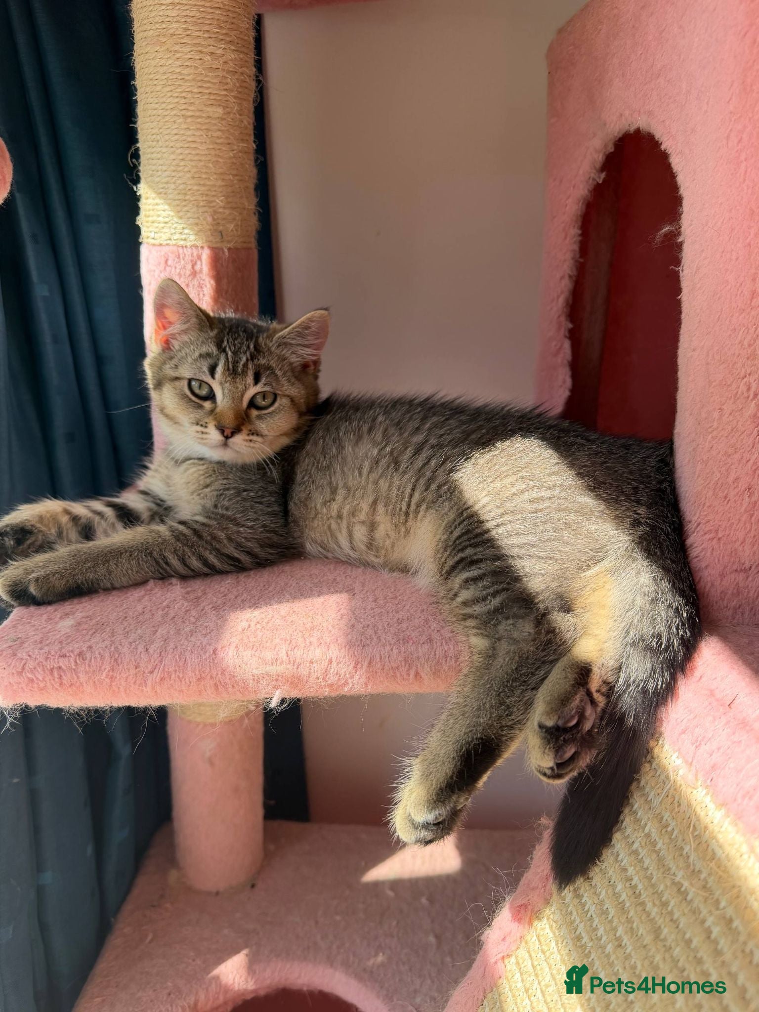 British Longhair cats LOOKING FOR A NEW HOME !!!!! NEW FAMILY - Advert 1