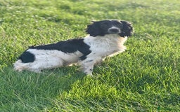 English Springer Spaniel dogs for stud: Stunning Black & White KC Springer Spaniel(PROVEN) - Image 1