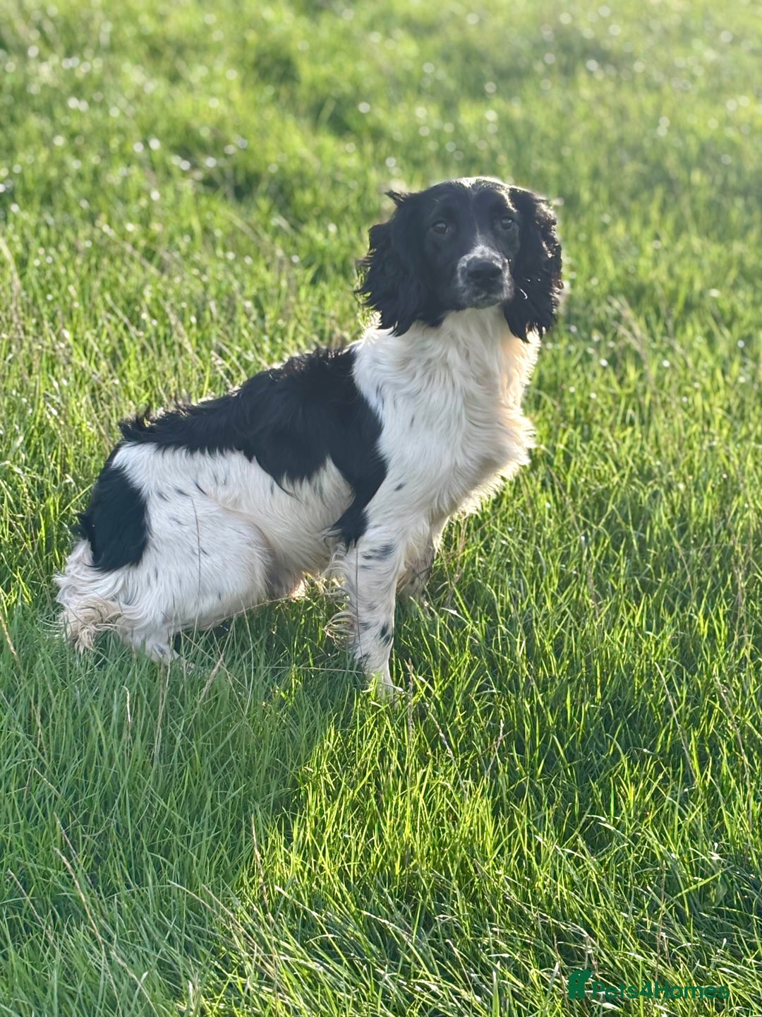 English Springer Spaniel dogs for stud: Stunning Black & White KC Springer Spaniel(PROVEN) - Image 1