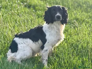 English Springer Spaniel dogs Stunning Black & White KC Springer Spaniel(PROVEN) - Advert 9