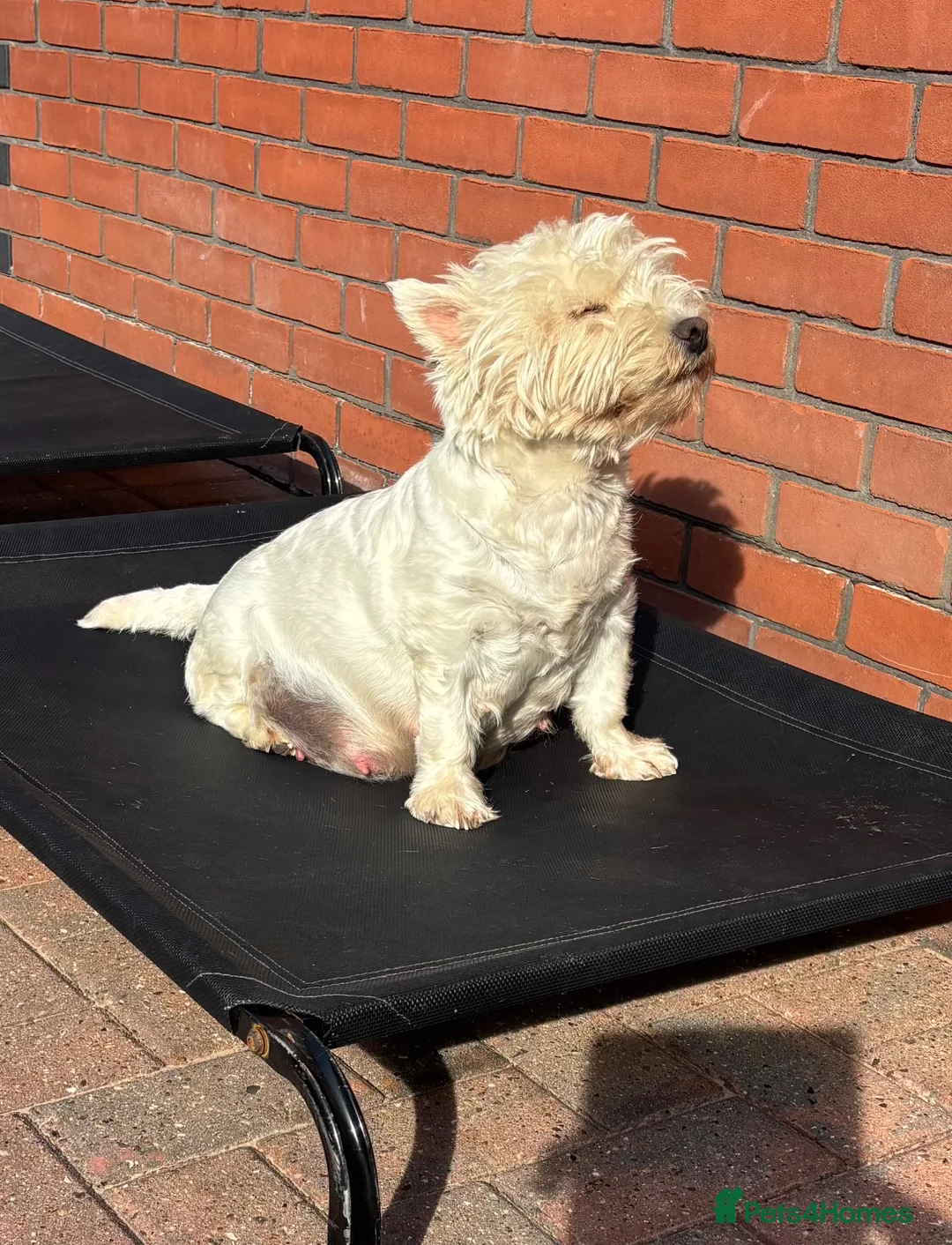 West Highland Terrier dogs for sale: West highland terrier puppies  - Advert 2